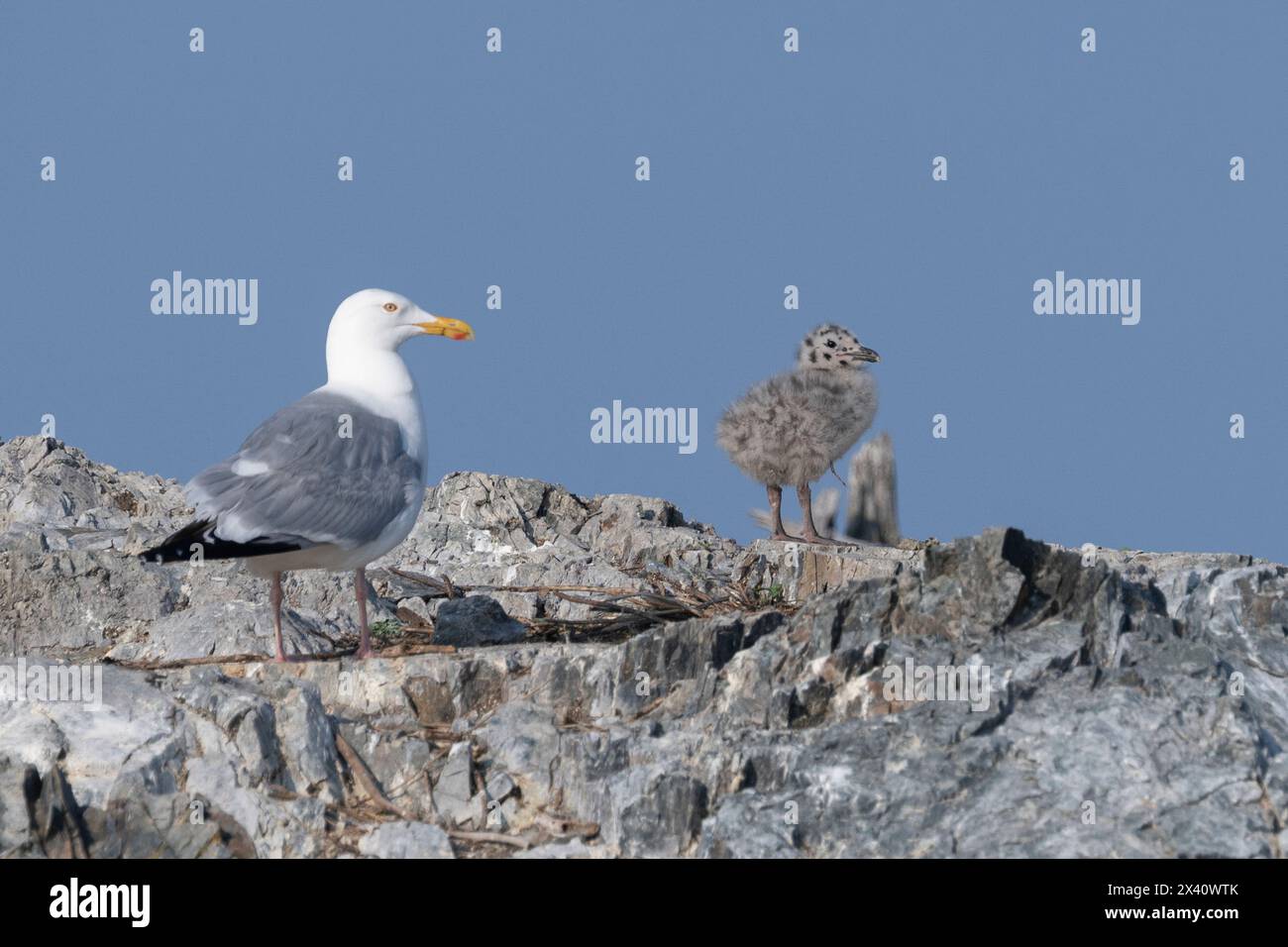 Mouette et c'est poussin sur une corniche rocheuse avec un ciel bleu ; Lac des bois, Ontario, Canada Banque D'Images