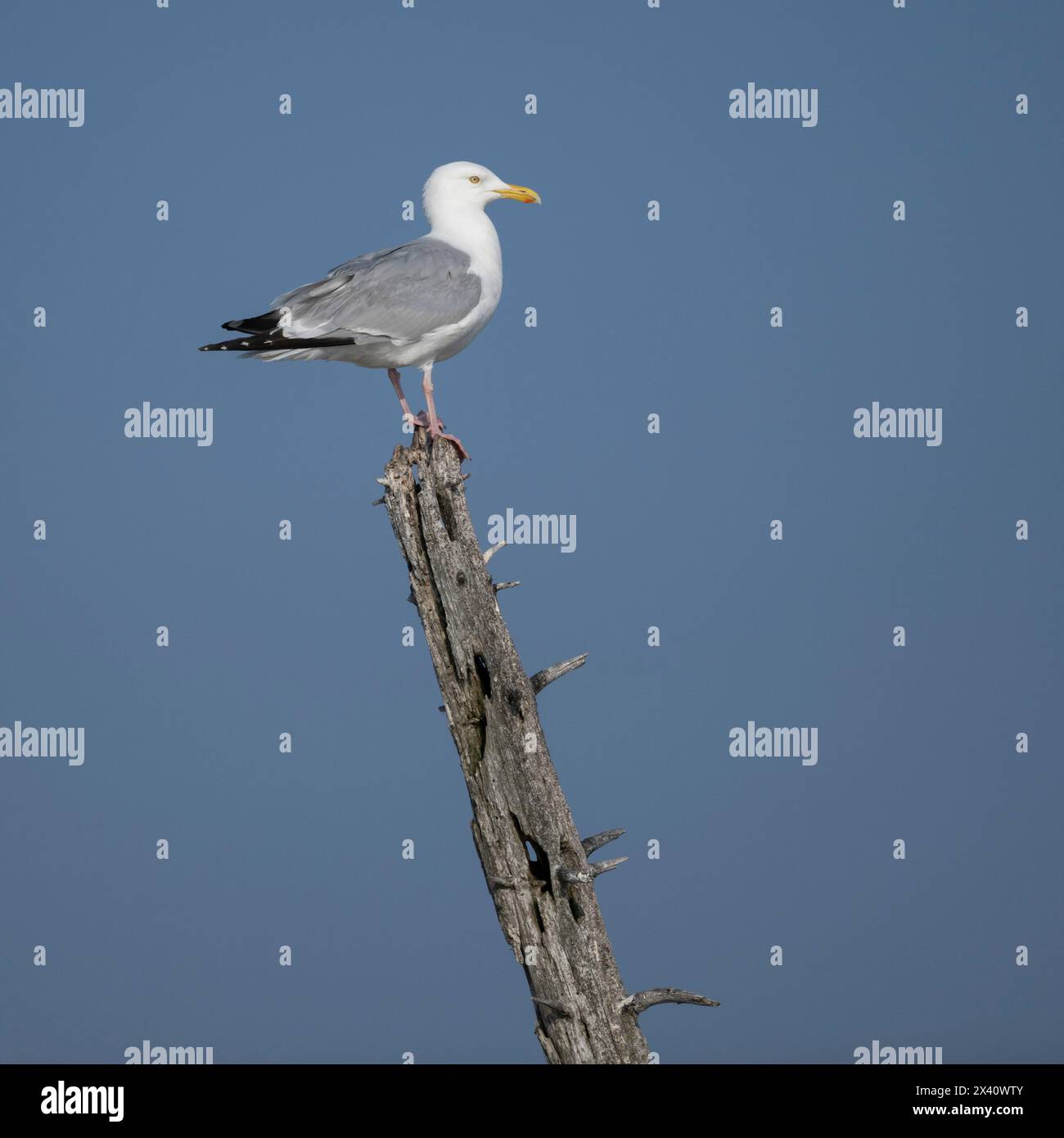 Mouette perchée sur du bois mort ; Lac des bois, Ontario, Canada Banque D'Images