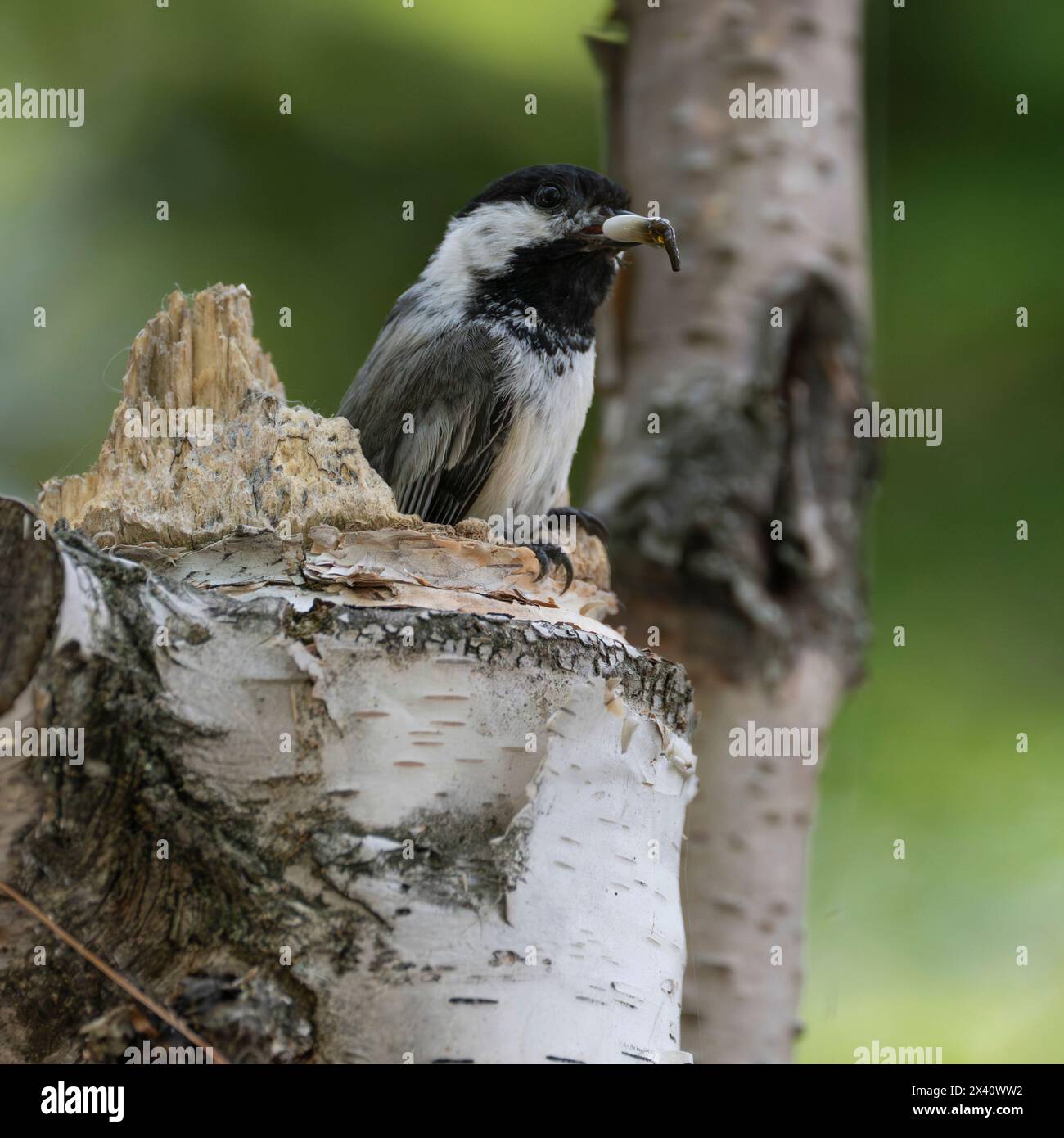 Le chickadee à coiffe noire (Poecile atricapillus) tient un insecte dans son bec car il est perché sur la souche d'un bouleau Banque D'Images Le chickadee à coiffe noire (Poecile atricapillus) tient un insecte dans son bec car il est perché sur la souche d'un bouleau Banque D'Images