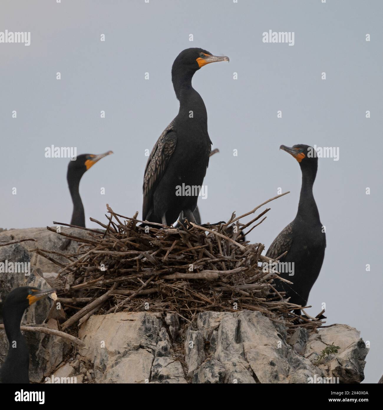 Cormoran à double crête (Nannopterum auritum) sur son nid sur la roche, avec deux autres cormorans ; Lac des bois, Ontario, Canada Banque D'Images