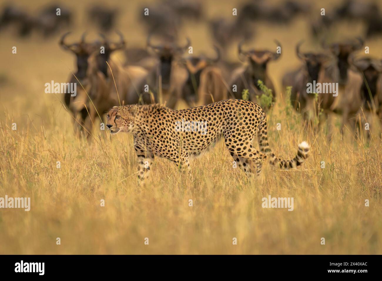 Guépard (Acinonyx jubatus) passe devant la ligne de gnous bleu dans le parc national du Serengeti ; Tanzanie Banque D'Images