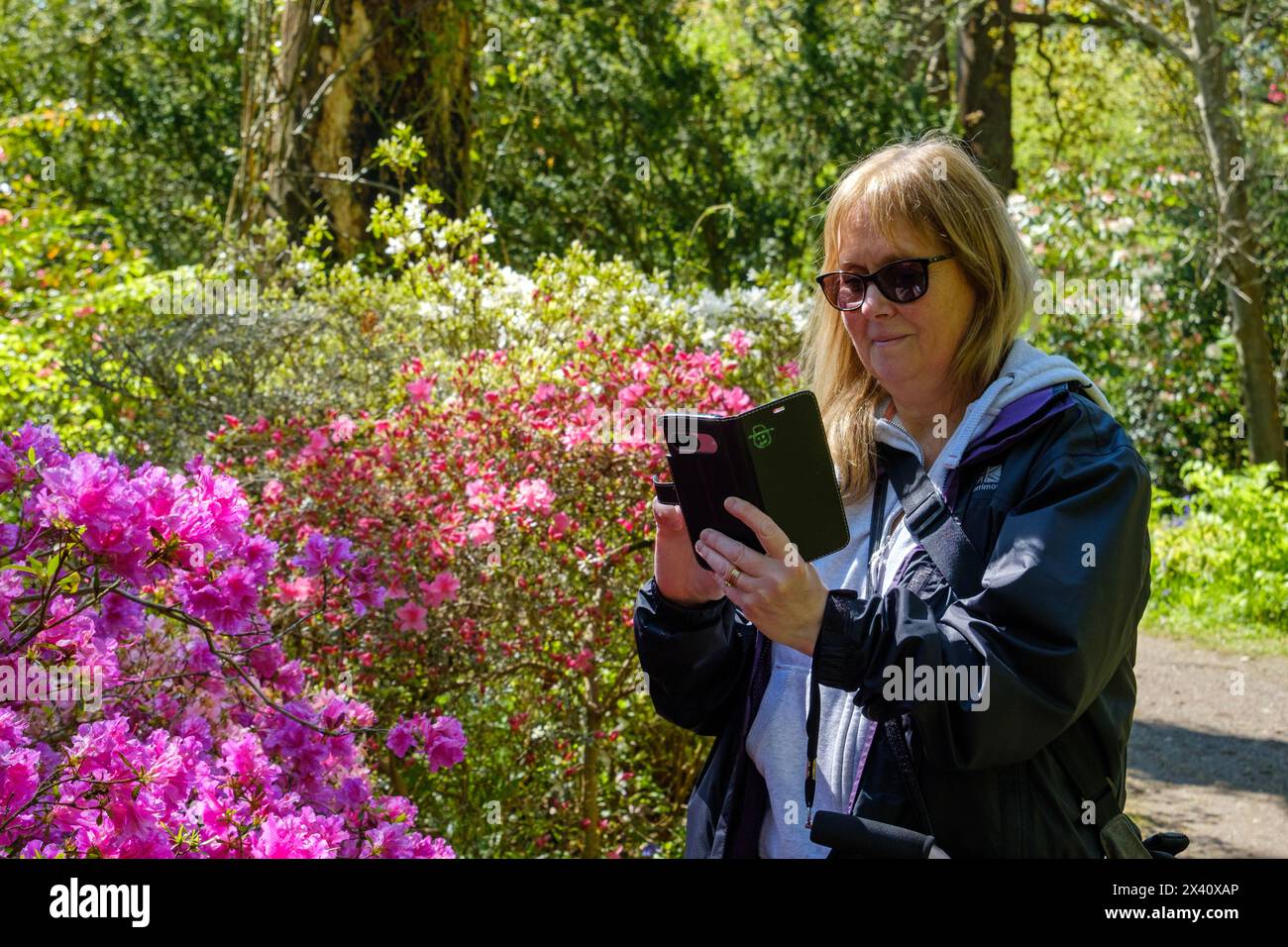 Femme identifiant des plantes et des fleurs et prenant des photos, sur son téléphone portable, Royaume-Uni Banque D'Images