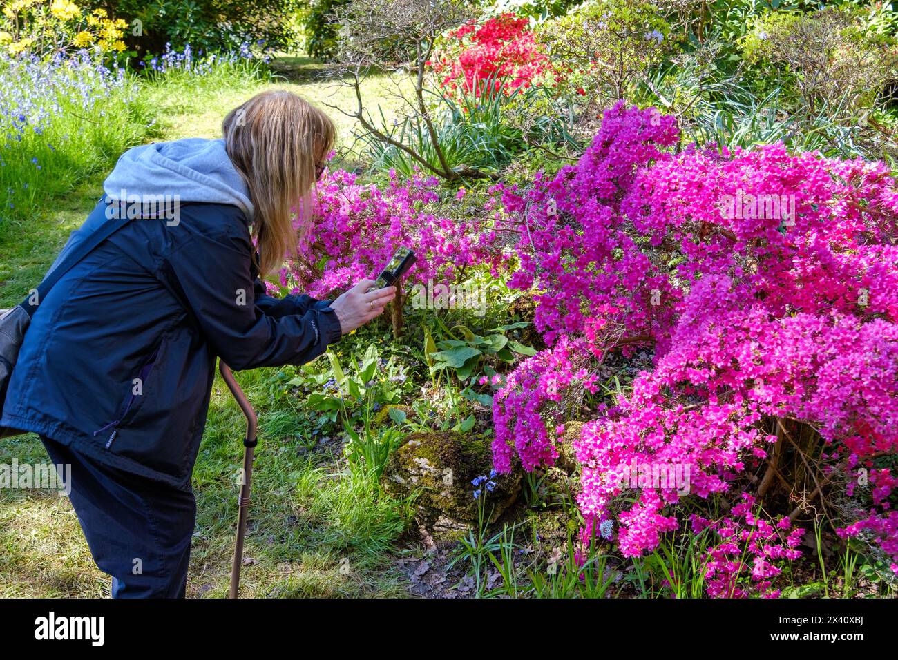 Femme photographiant et identifiant des plantes et des fleurs, sur son téléphone portable, Royaume-Uni Banque D'Images