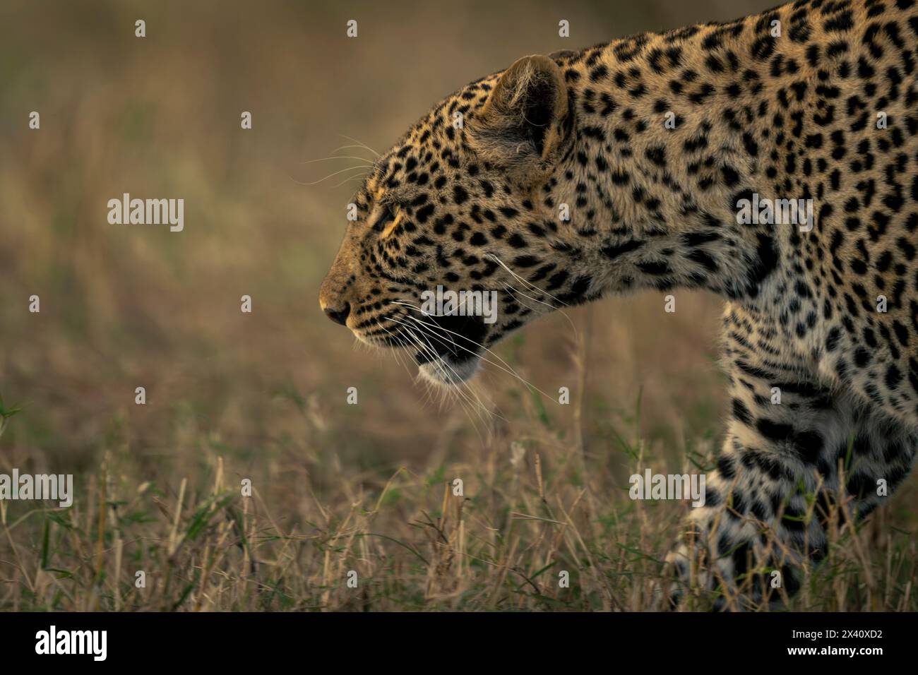 Gros plan d'une femelle léopard (Panthera pardus) traquant dans l'herbe dans le parc national du Serengeti, Tanzanie Banque D'Images