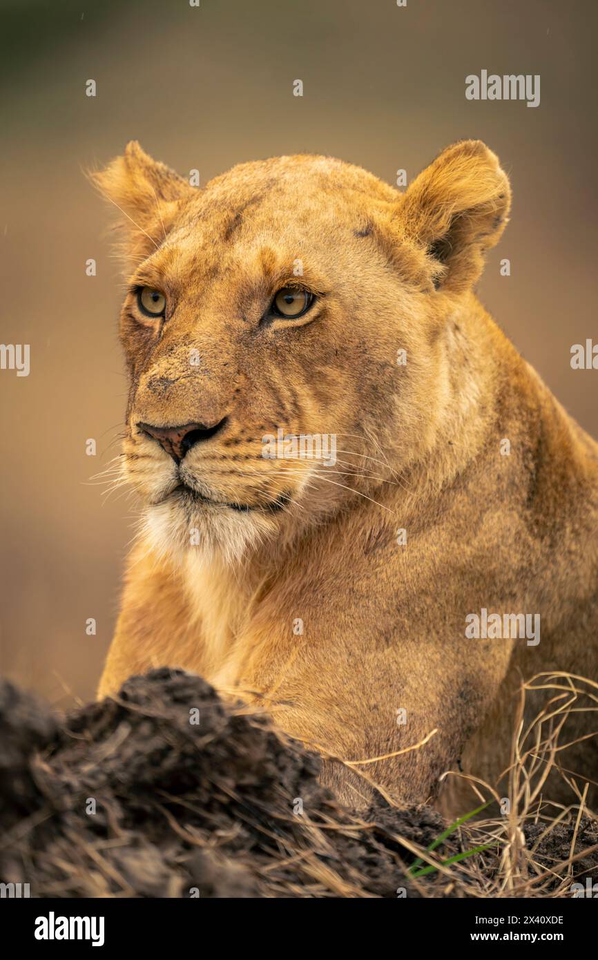 Gros plan de la lionne (Panthera leo) se trouvant à côté de la rive boueuse dans le parc national du Serengeti ; Tanzanie Banque D'Images