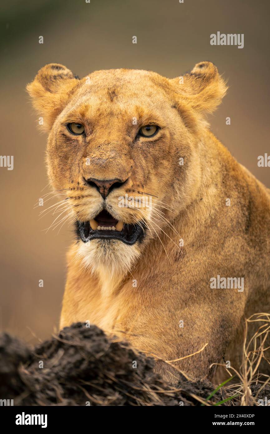 Gros plan de la lionne (Panthera leo) avec mâchoire suspendue dans le parc national du Serengeti ; Tanzanie Banque D'Images