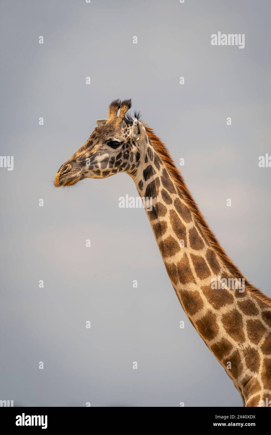 Portrait en gros plan d'une girafe Masaï (Giraffa tippelskirchi) sous un ciel nuageux ; Parc national du Serengeti, Tanzanie, Afrique Banque D'Images