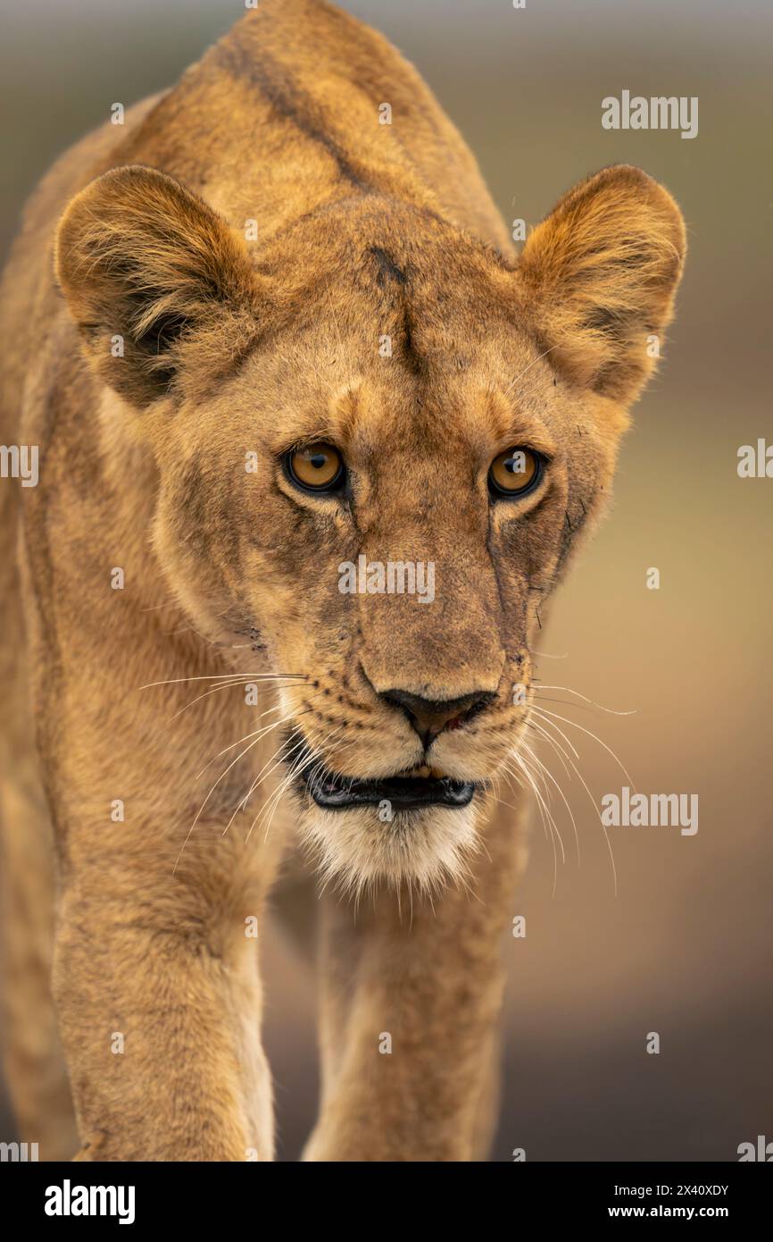 Portrait en gros plan d'un jeune lion mâle (Panthera leo leo) abaissant la tête ; parc national du Serengeti, Tanzanie, Afrique Banque D'Images