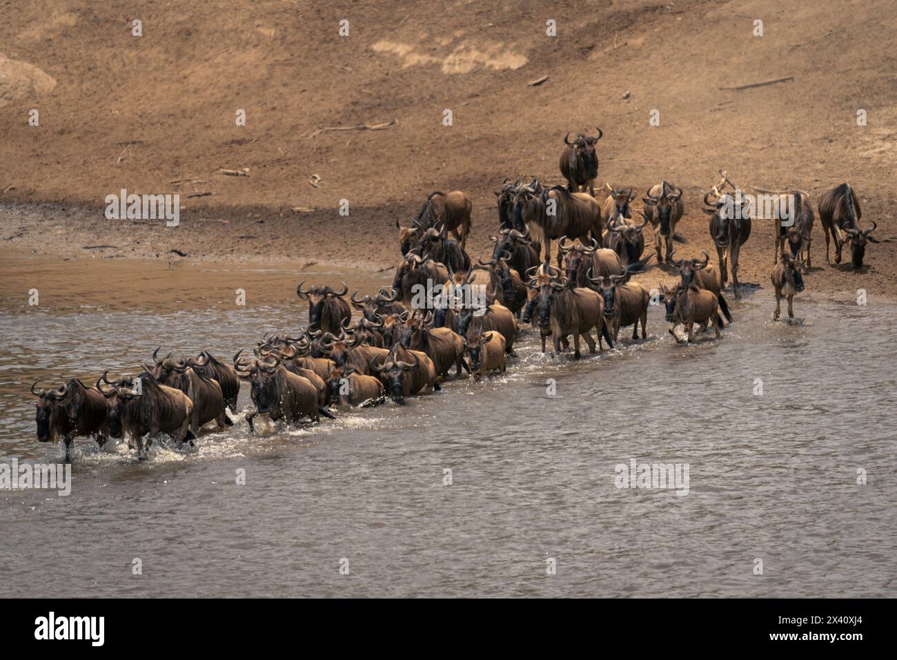 Troupeau de gnous bleus (Connochaetes taurinu) traverser la rivière dans le parc national du Serengeti, Tanzanie Banque D'Images