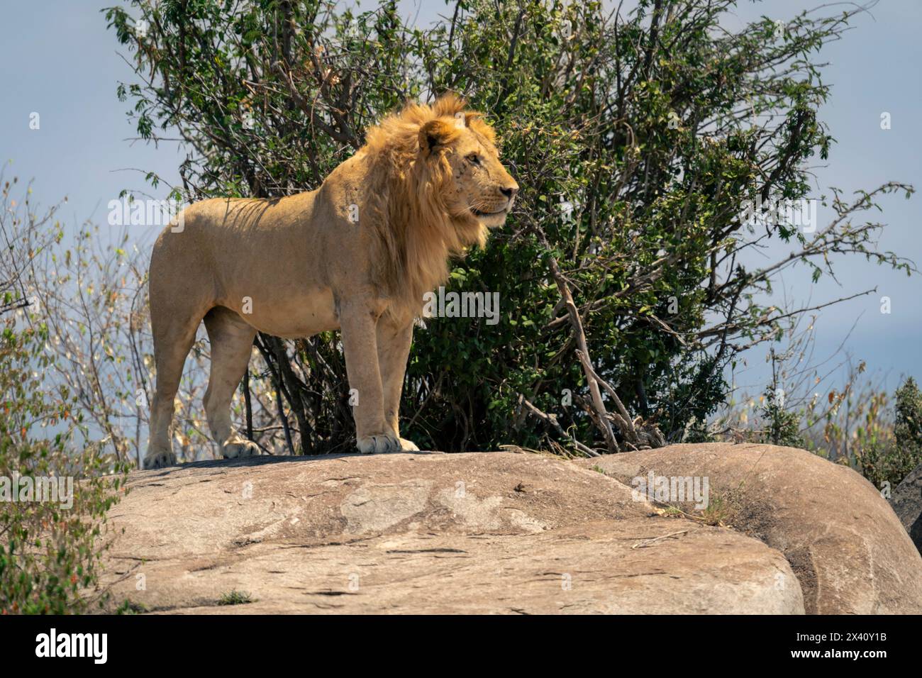 Lion mâle (Panthera leo) debout sur kopje près des buissons dans le parc national du Serengeti ; Tanzanie Banque D'Images