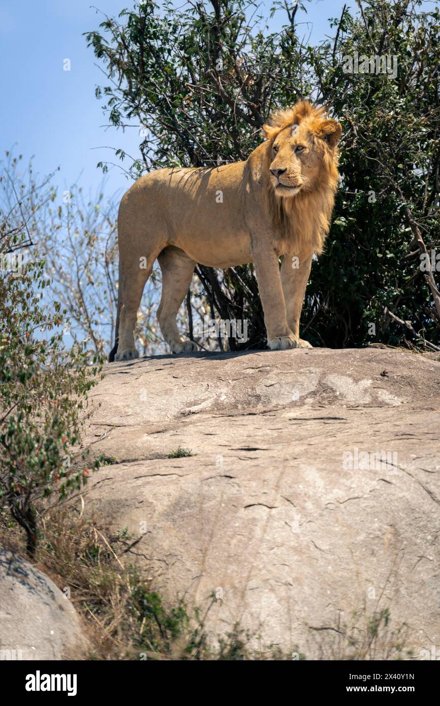 Lion mâle (Panthera leo) debout sur le rocher regardant autour dans le parc national du Serengeti ; Tanzanie Banque D'Images