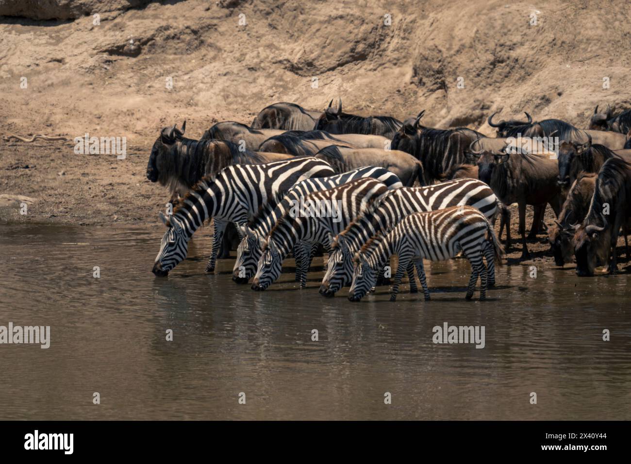 Zèbre des plaines (Equus quagga) et gnous bleu (Connochaetes taurinus) buvant ensemble dans le parc national du Serengeti, Tanzanie Banque D'Images