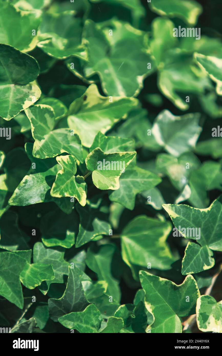 Fond de feuilles de lierre vert, hélice Hedera Banque D'Images