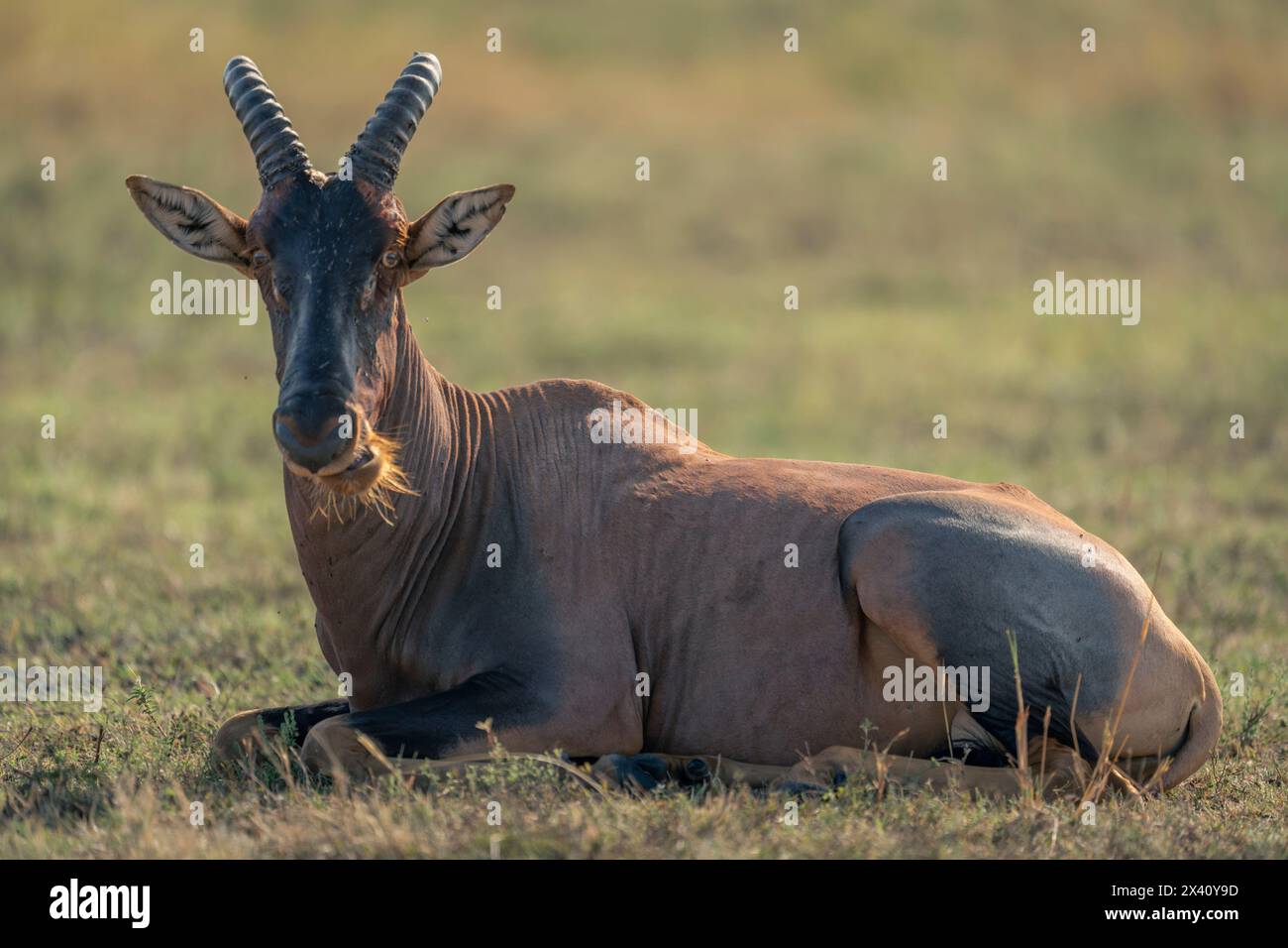 Topi (Damaliscus lunatus jimela) repose sur une caméra de surveillance de plaine herbeuse dans le parc national du Serengeti, Tanzanie Banque D'Images