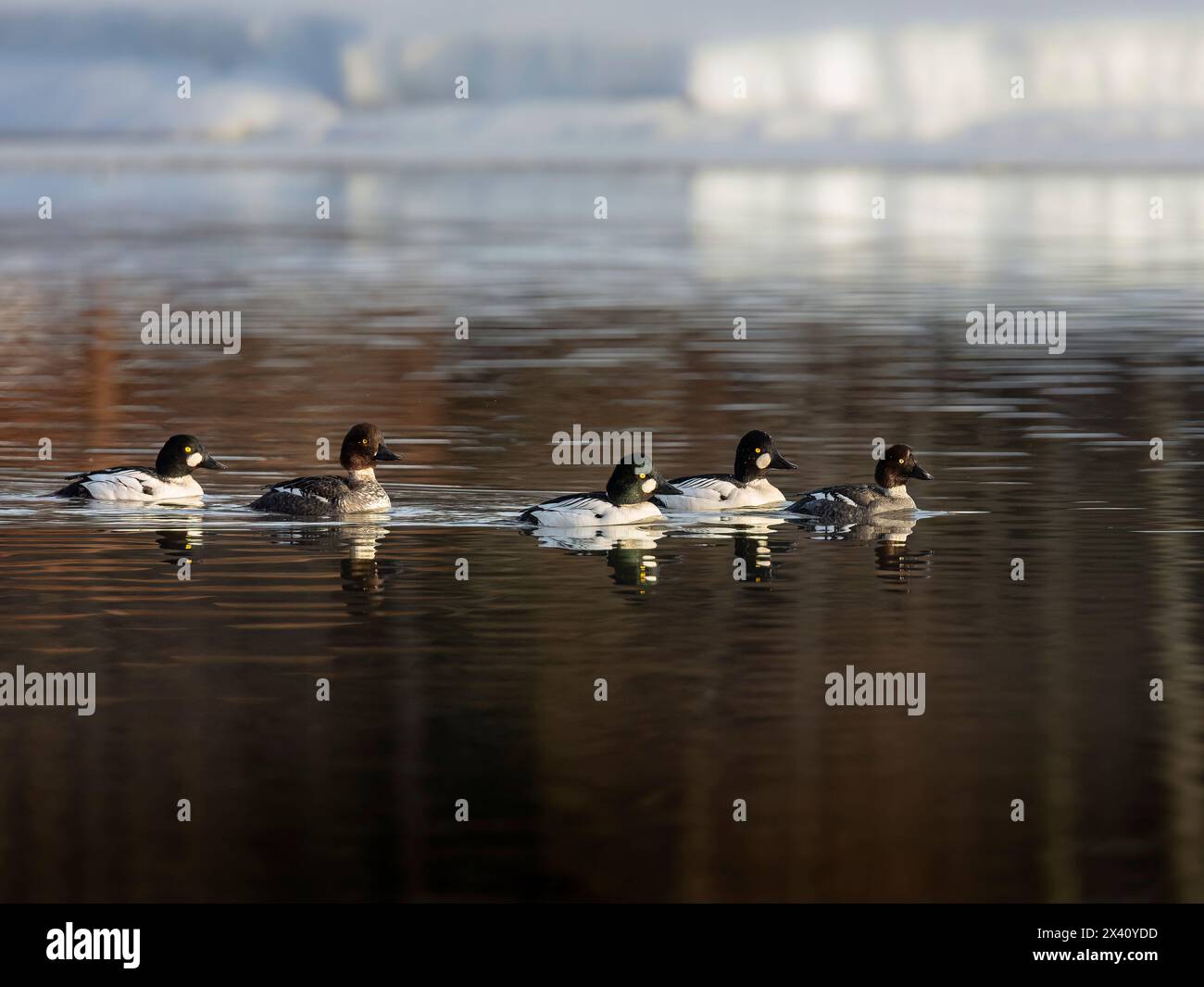 Troupeau d'yeux d'or communs (Bucephala clangula), canards plongeurs robustes, naviguent sur une piste ouverte dans la glace de fin mars dans la lagune Westchester d'Anchorage, en Ala... Banque D'Images