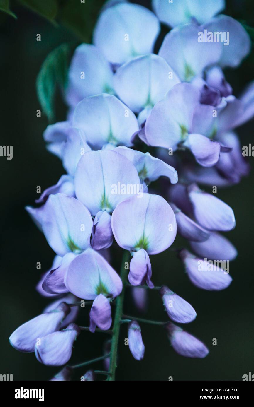branche de wisteria en fleurs Banque D'Images
