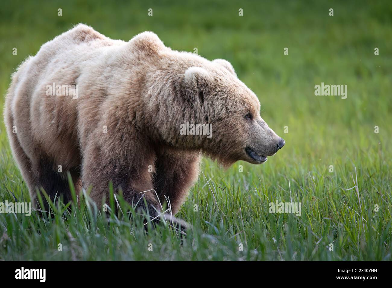 L'ours brun (Ursus arctos) fait une pause sur un plat de calcaire près de la rivière McNeil dans le sud-ouest de l'Alaska. Les sedges sont étonnamment riches en protéines et sont un F... Banque D'Images