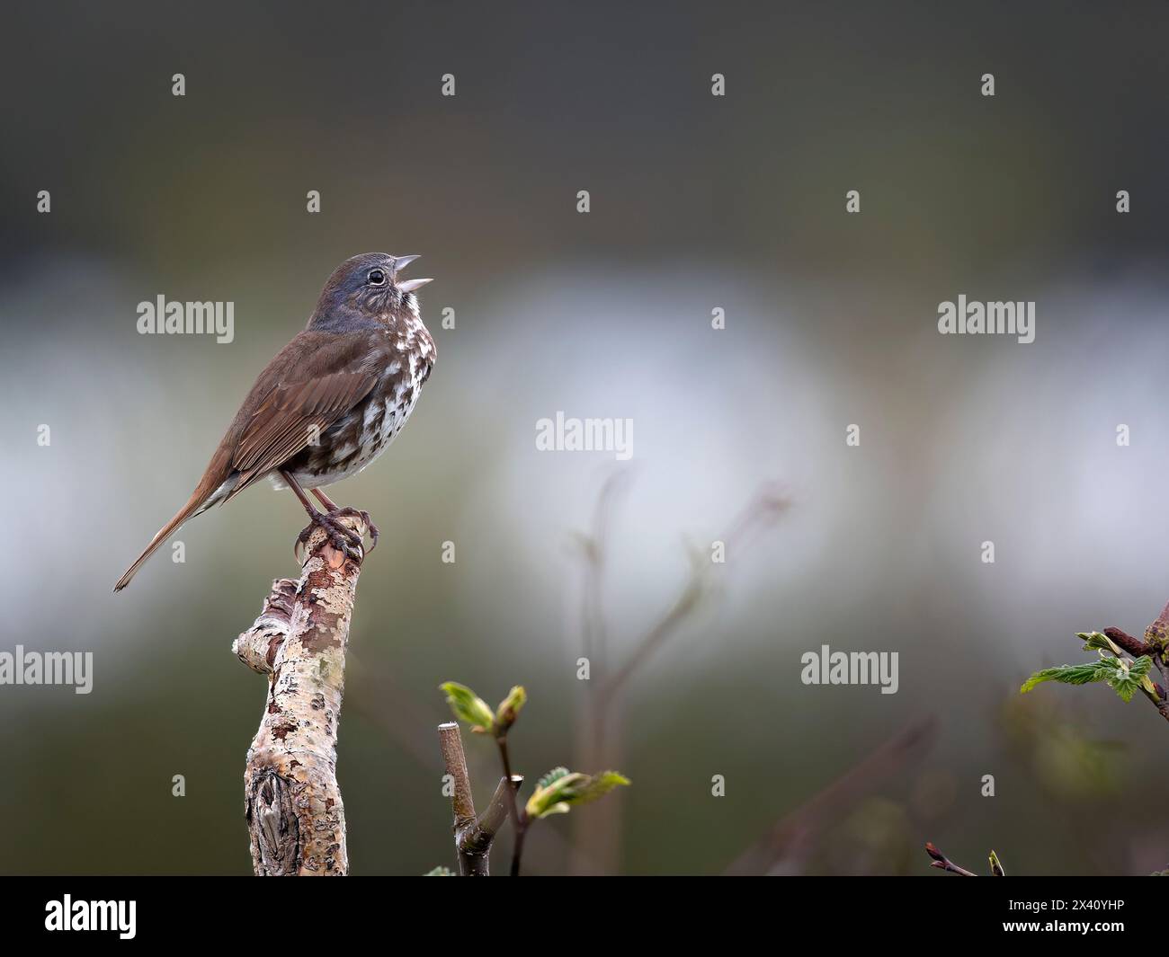 Le moineau renard (Passerella iliaca) chante un avertissement pour protéger son territoire de nidification des passereaux concurrents dans cette image prise près de la lagune McNeil en ... Banque D'Images