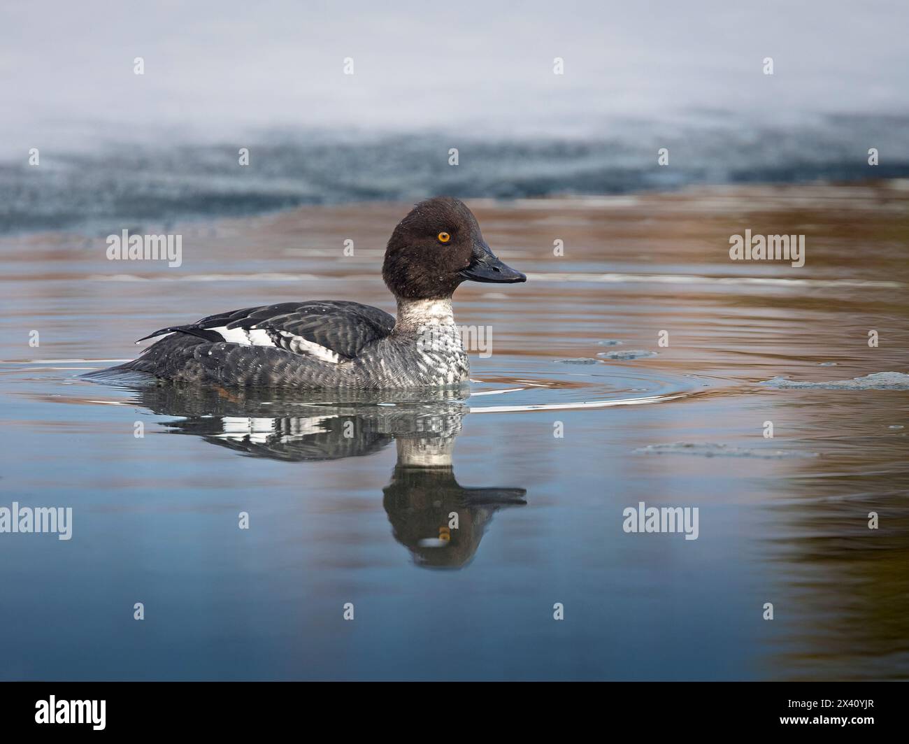 GoldenEye (Bucephala clangula), un canard plongeur rustique, navigue à ciel ouvert dans la glace de fin mars dans le lagon Westchester d'Anchorage Banque D'Images