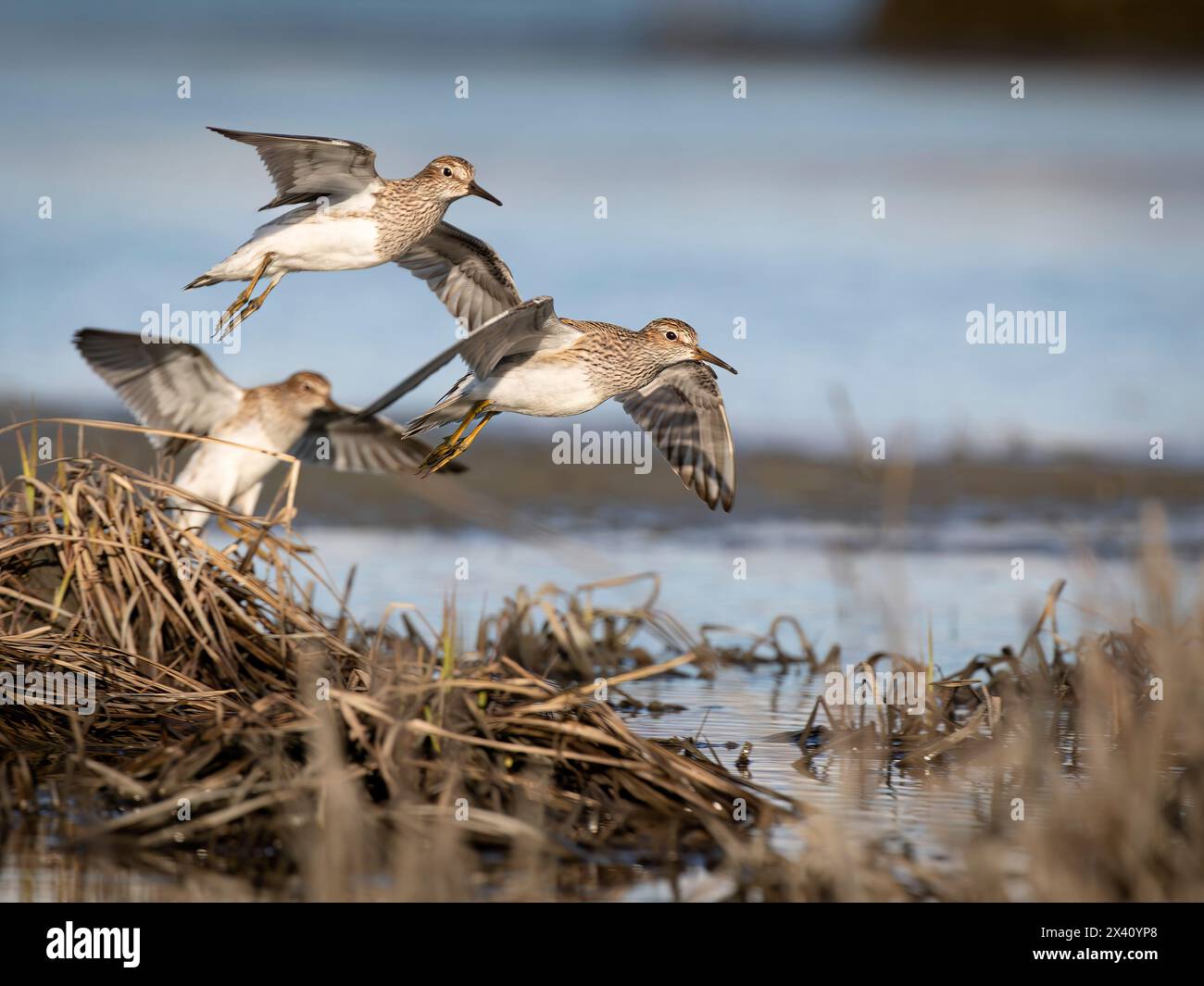 Les palmiers pectoraux (Calidris melanotos) se préparent à atterrir dans les plaines Susitna du centre-sud de l'Alaska pendant la migration printanière en mai Banque D'Images