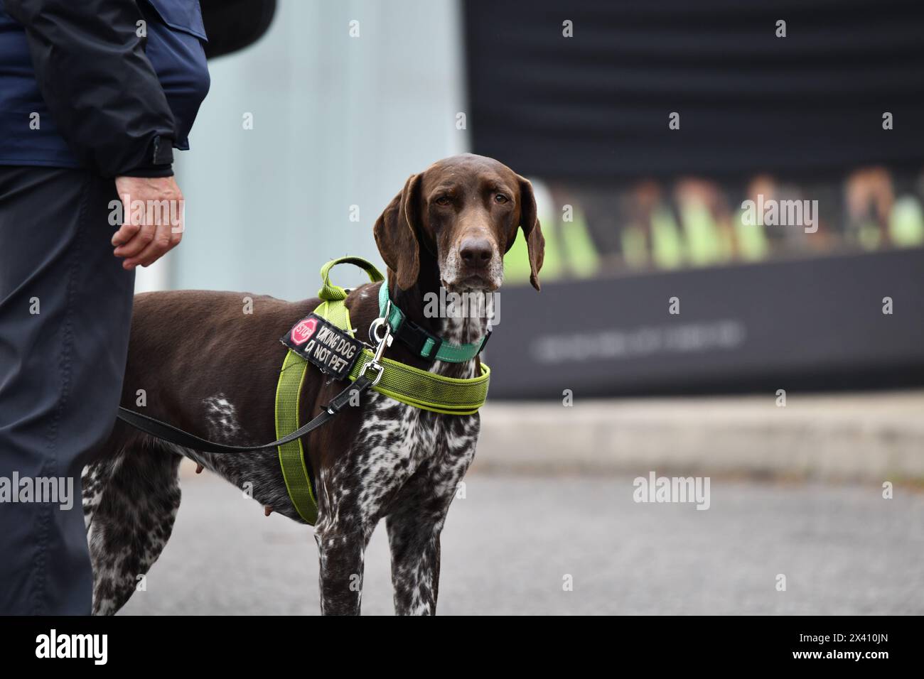 détection d'un chien lors d'un événement de course Banque D'Images