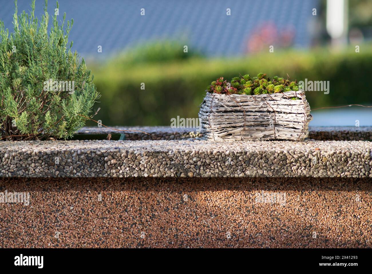 Plantes décoratives en pots sur un mur de pierre, gros plan Banque D'Images