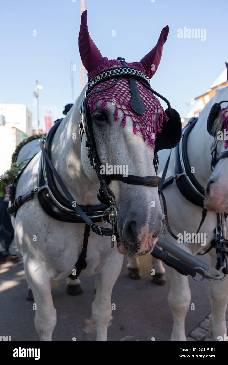 Un cheval décoré avec des attributs festifs. Les chevaux blancs sont attelés pour transporter la voiture. Banque D'Images