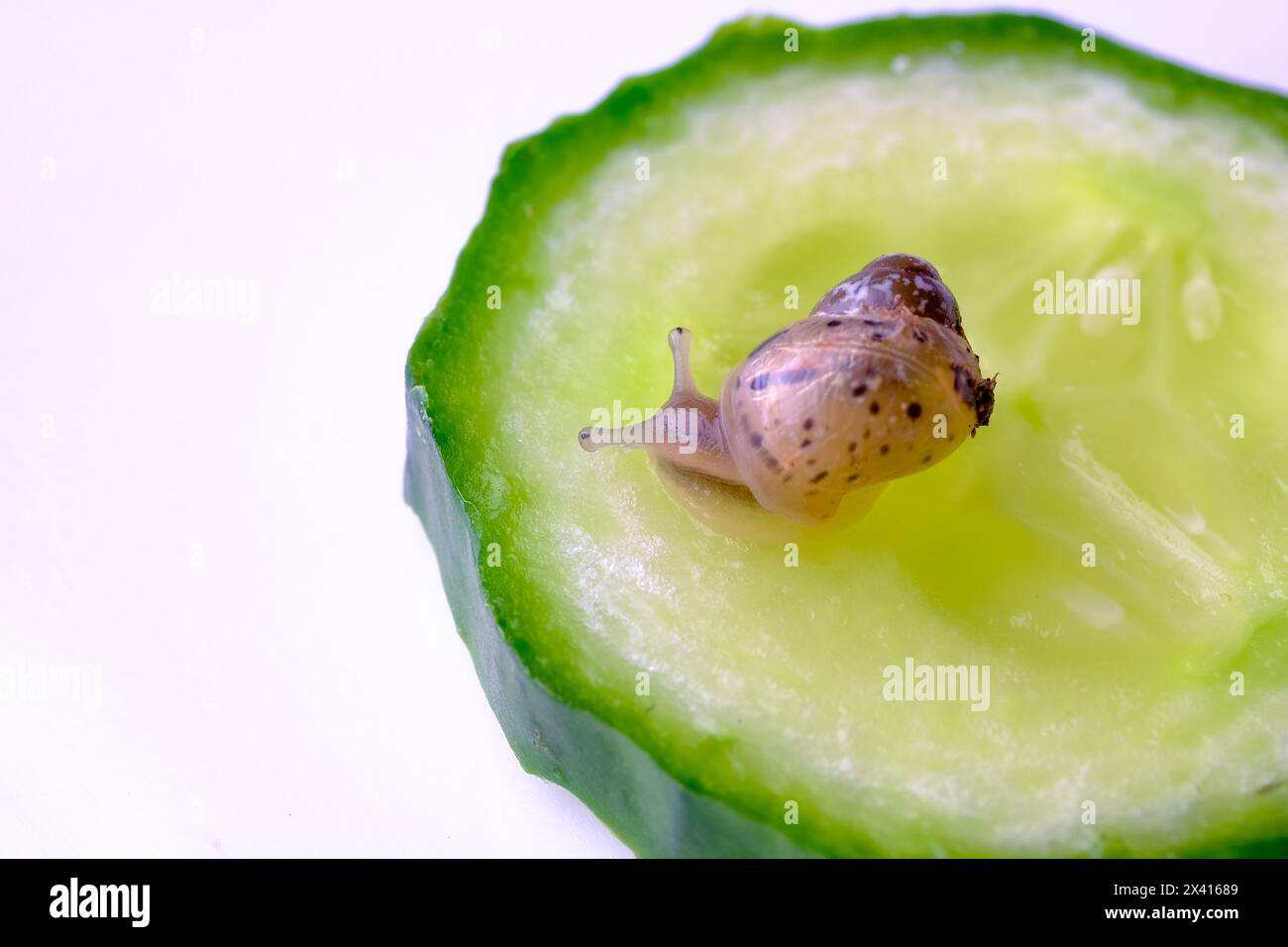 Un petit escargot sur une tranche de concombre Banque D'Images