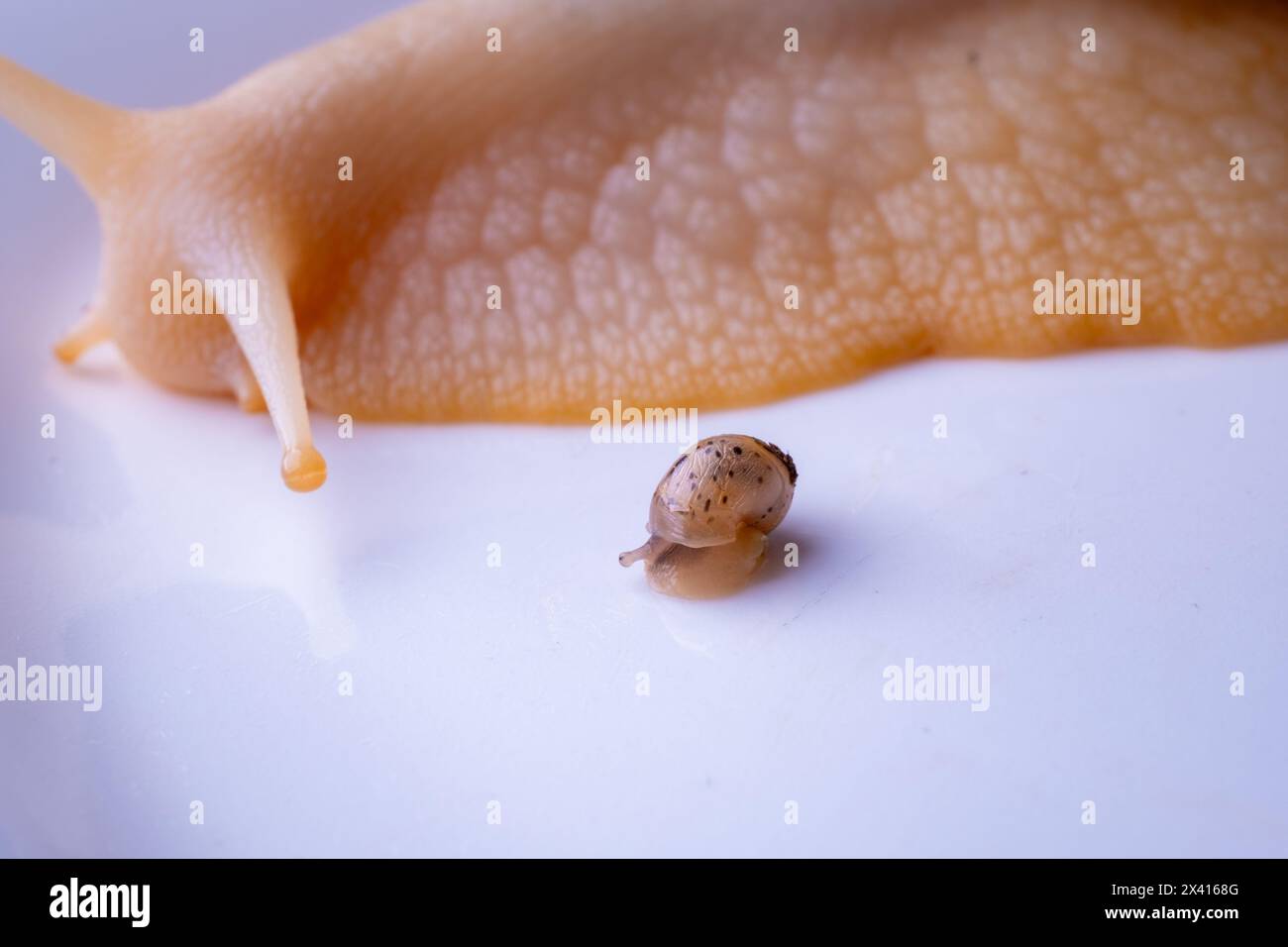Un grand escargot à côté d'un petit escargot bébé Banque D'Images