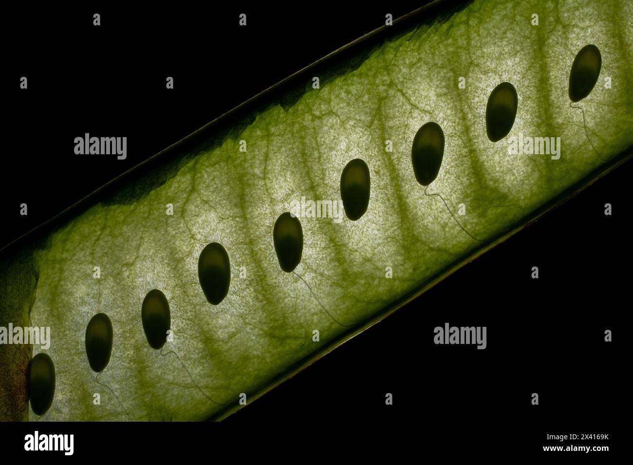 macro photo de graines de plantes Banque D'Images