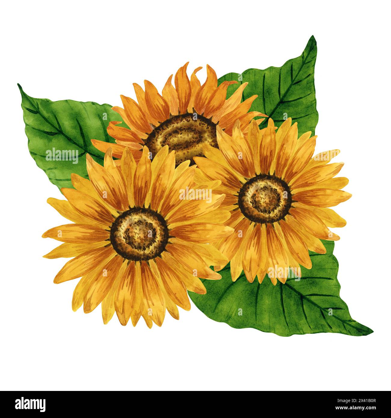 Bouquet de tournesols aquarelle, arrangement floral, composition de fleurs jaunes. Illustration botanique dessinée à la main dessin de fleurs d'été. Fleur d'automne Banque D'Images