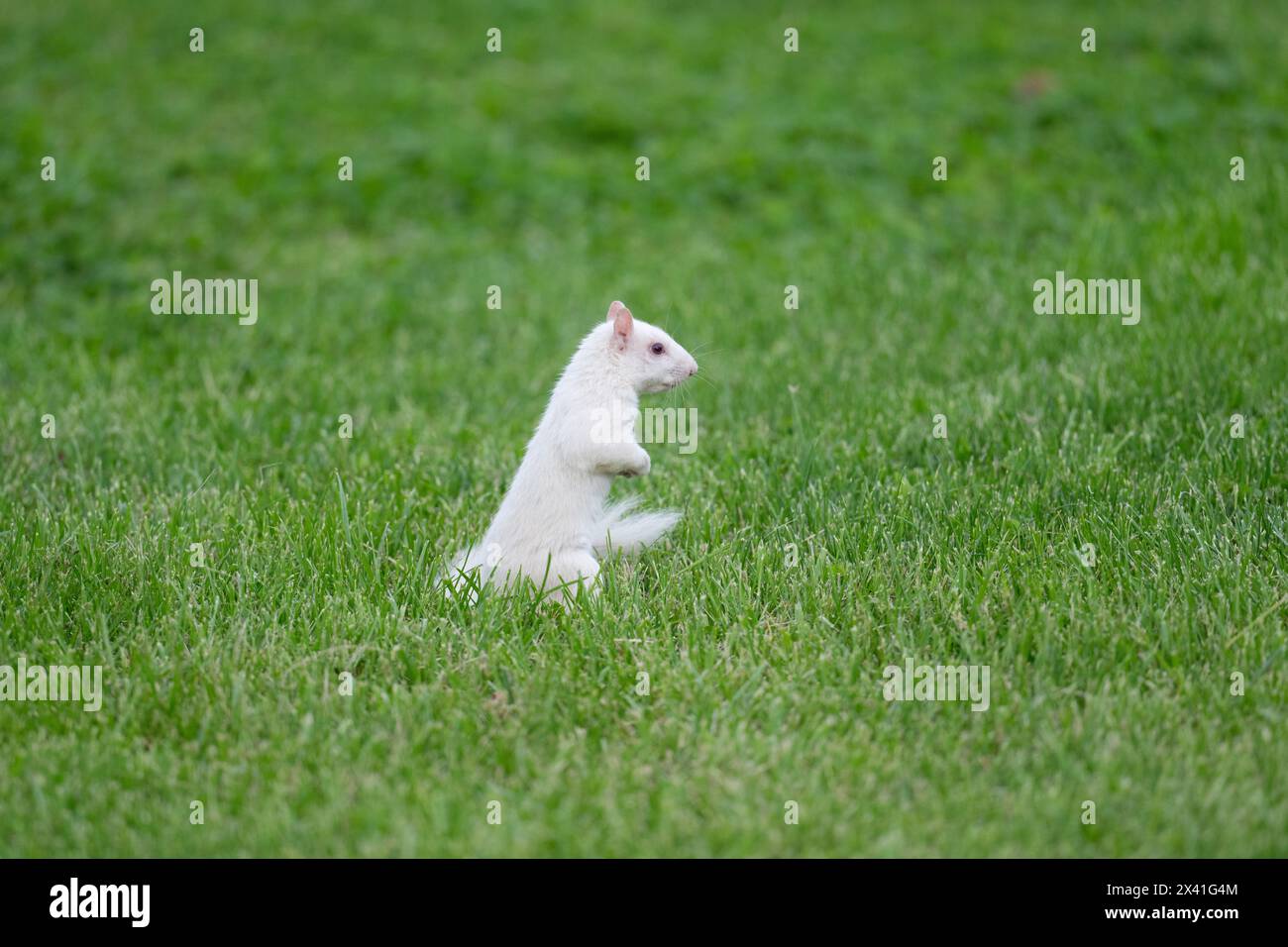 Un écureuil gris albinos de l'est dans l'herbe verte dans le parc de la ville à Olney, Illinois. La ville est connue pour sa population d'écureuils blancs. Banque D'Images