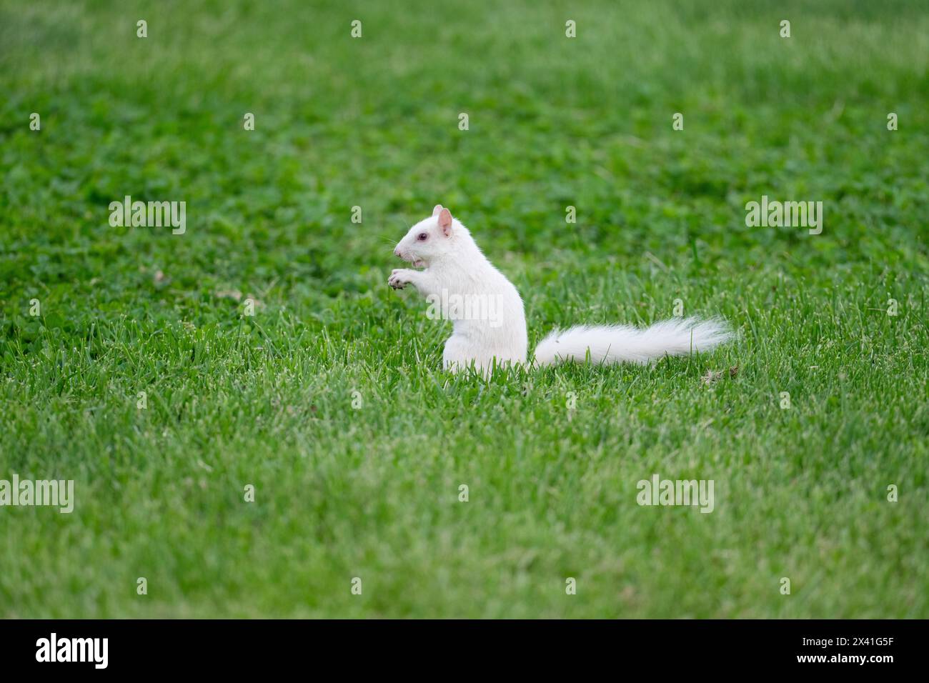 Un écureuil gris albinos de l'est dans l'herbe verte dans le parc de la ville à Olney, Illinois. La ville est connue pour sa population d'écureuils blancs. Banque D'Images