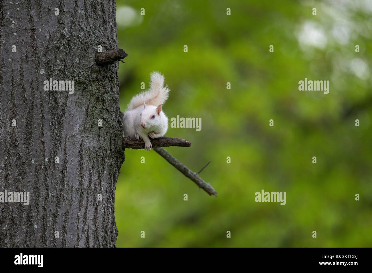 Un écureuil gris albinos de l'est assis dans une petite branche dans un arbre dans le parc de la ville à Olney, Illinois, une ville qui est connue pour sa population de whi Banque D'Images