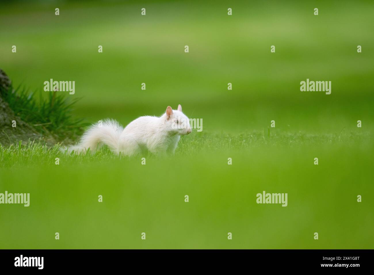 Un écureuil gris albinos de l'est dans l'herbe verte dans le parc de la ville à Olney, Illinois. La ville est connue pour sa population d'écureuils blancs. Banque D'Images