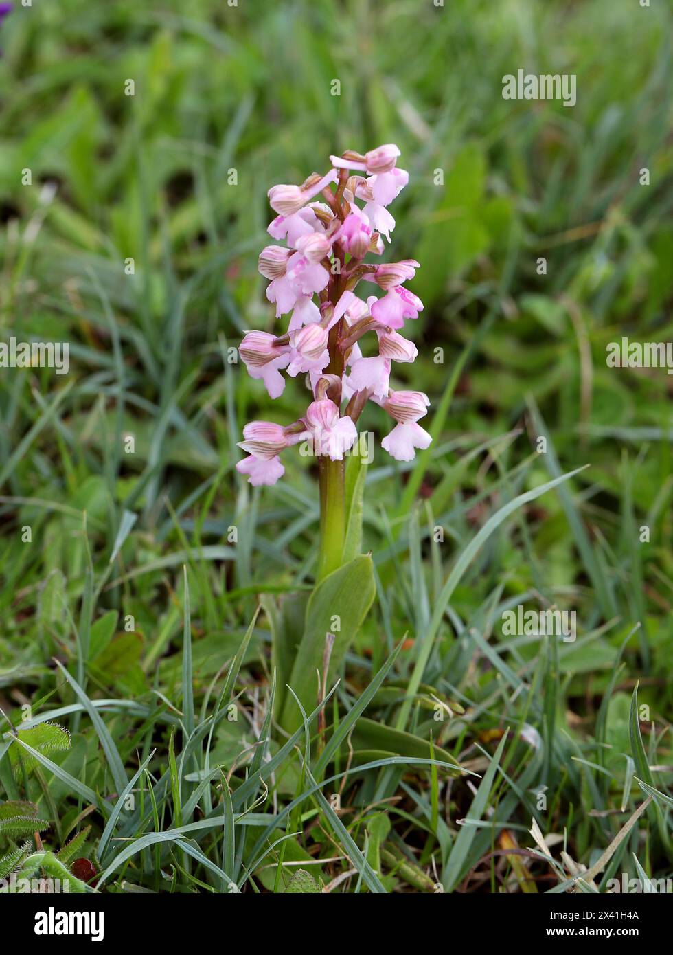 Orchidée à ailes vertes ou orchidée à veines vertes, Anacamptis morio (Orchis morio), Orchidaceae. Bernwood Meadows, Oxfordshire, Royaume-Uni. Variation rose. Banque D'Images