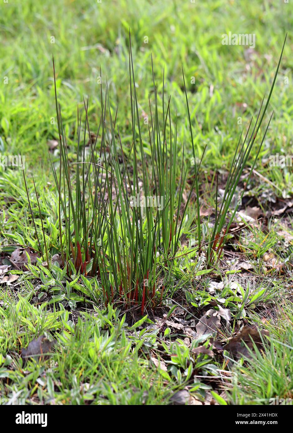 Ruée commune ou ruée molle, Juncus effusus, Juncaceae. Un rude rude Rush poussant dans un champ humide. Bernwood Meadows, Oxfordshire, Royaume-Uni. Banque D'Images