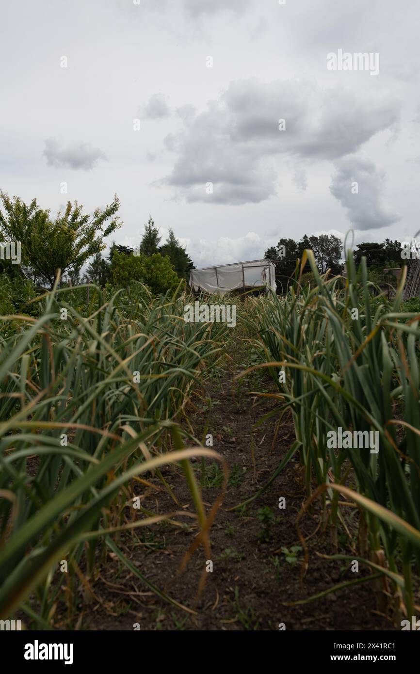 Un champ de plantes vertes avec un ciel nuageux en arrière-plan Banque D'Images