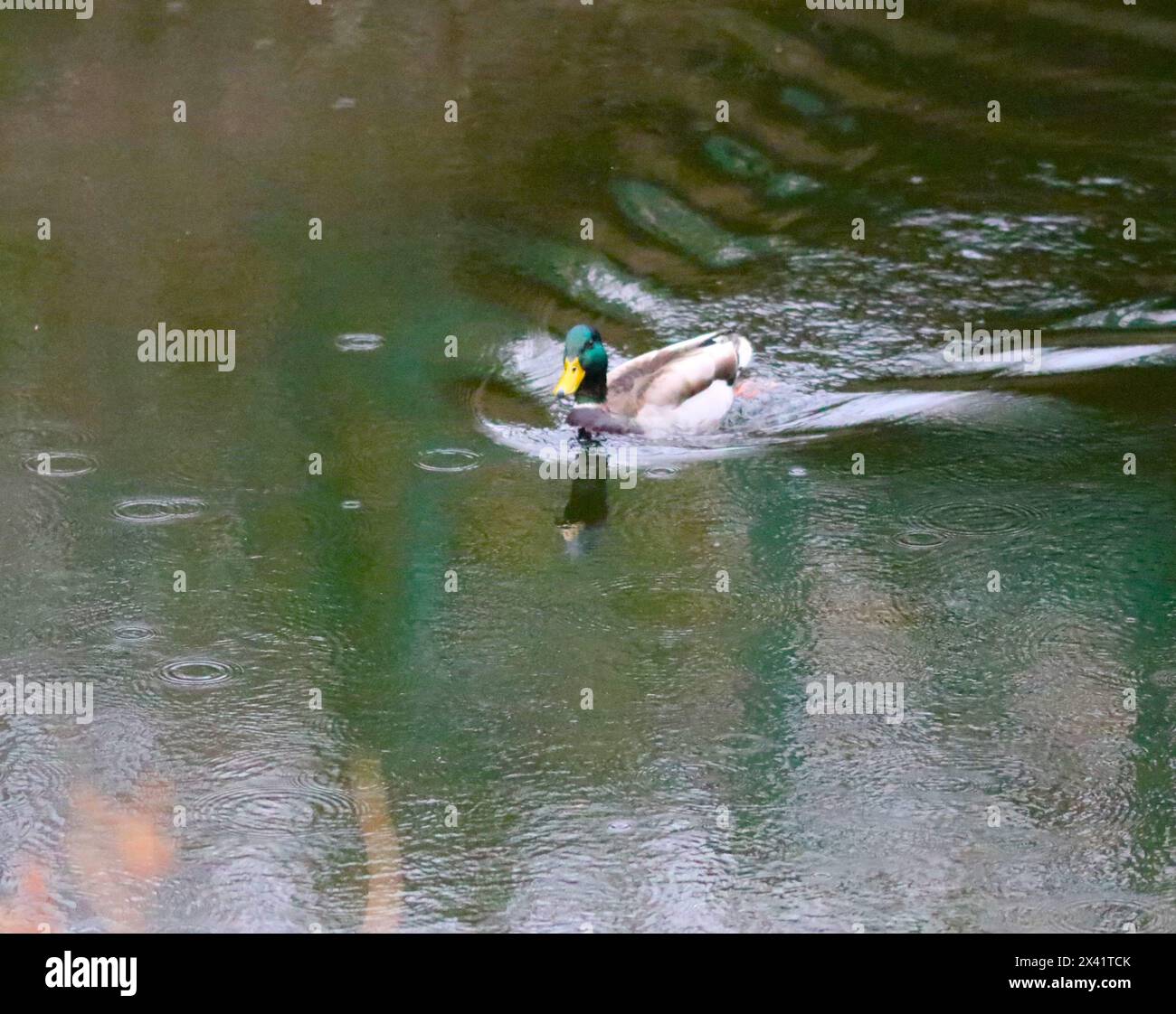 Canard colvert nageant sur un étang, Halifax, Nouvelle-Écosse Banque D'Images
