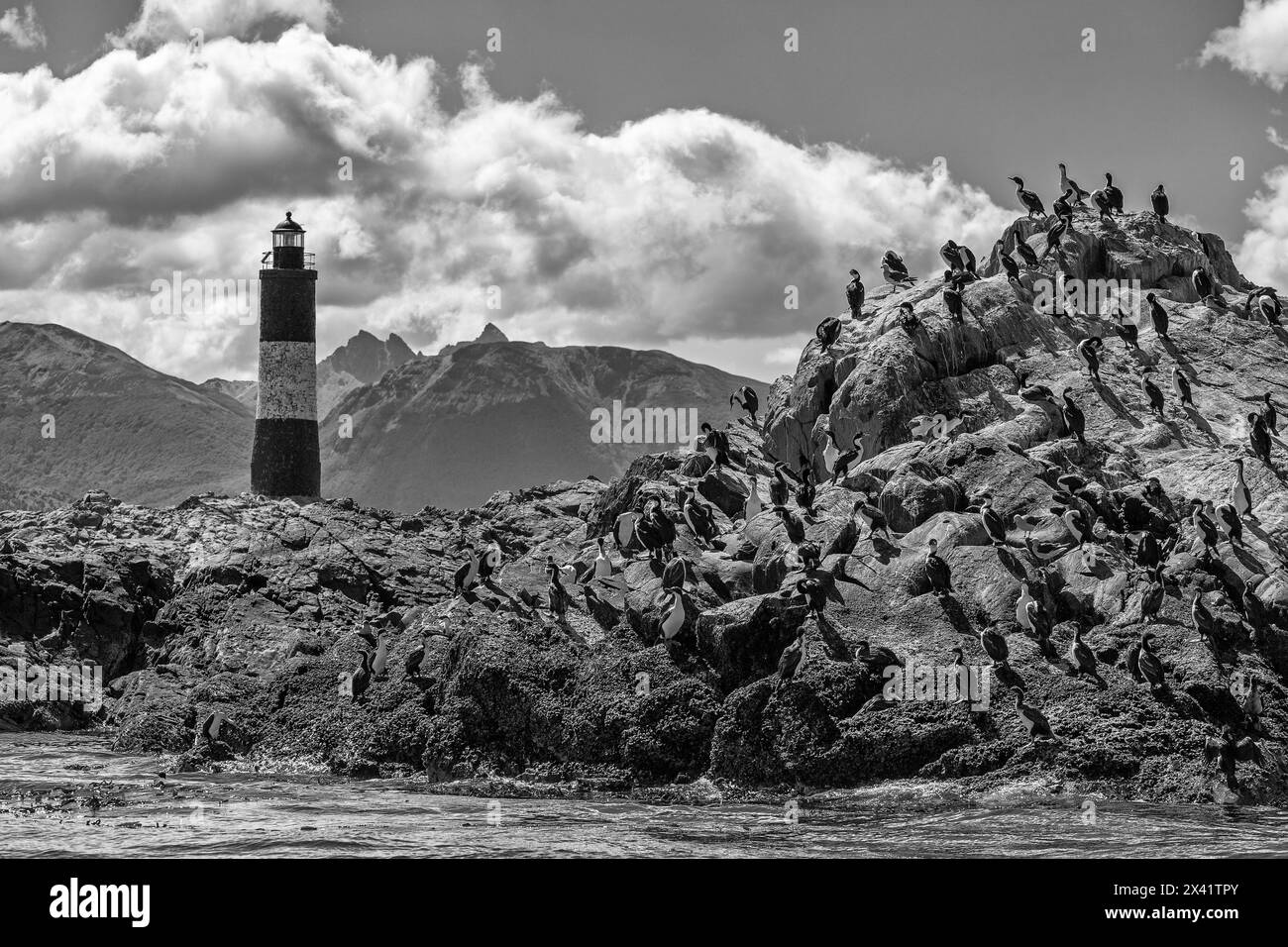 Faune sur les îles les Eclaireurs, Ushuaia, Terre de feu, Argentine, Amérique du Sud Banque D'Images