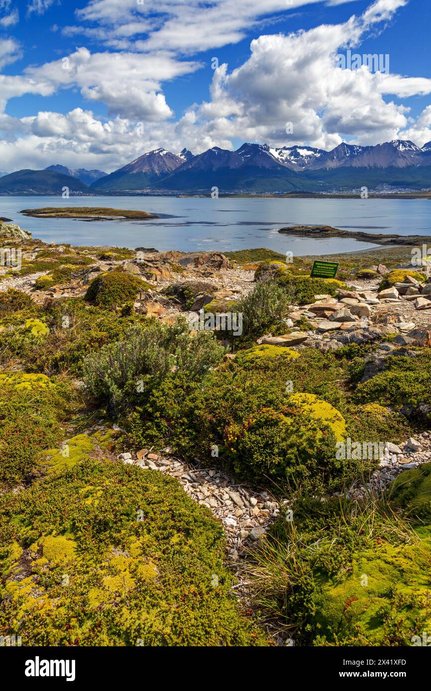 Usine de coussin, Bridges Island, Ushuaia, Terre de feu, Argentine, Amérique du Sud Banque D'Images