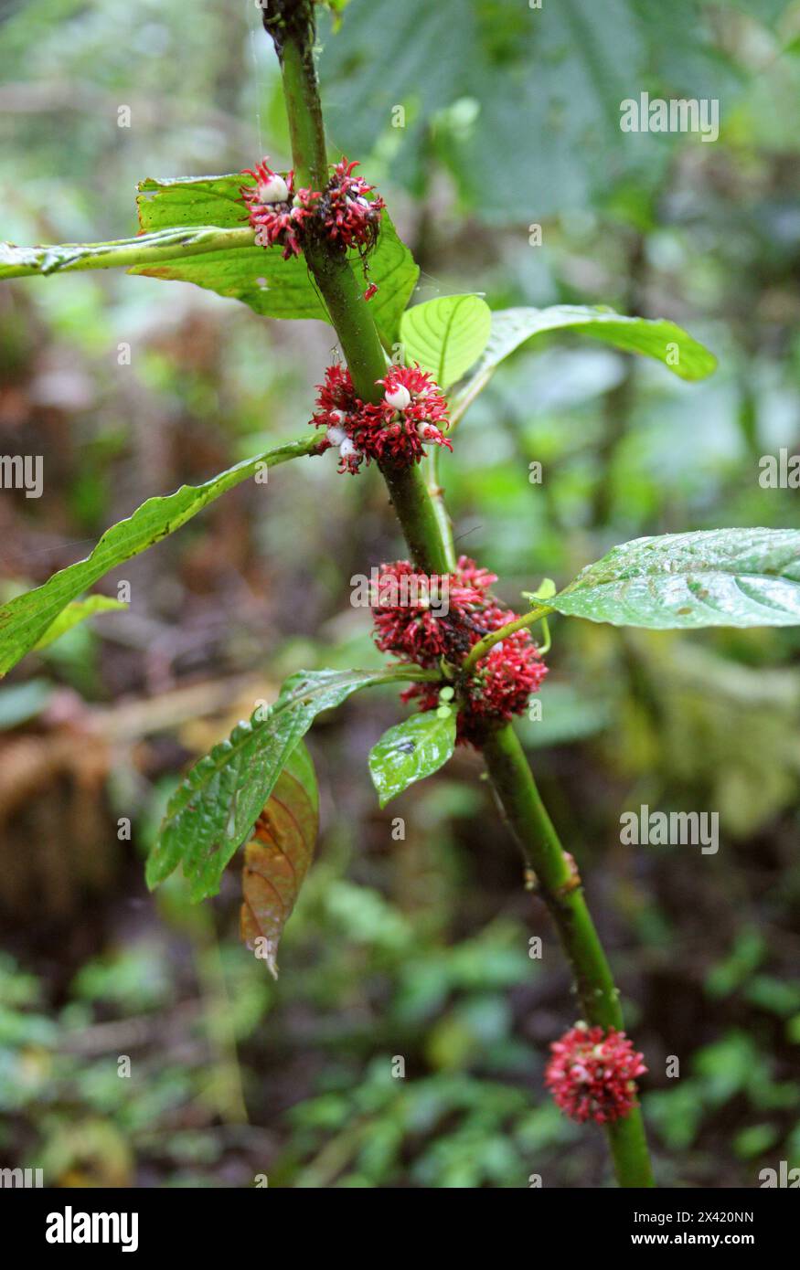 Hoffmannia congesta, Rubiaceae. Usine Red Jungle, Monteverde Cloud Forest, Costa Rica, Amérique centrale. Banque D'Images