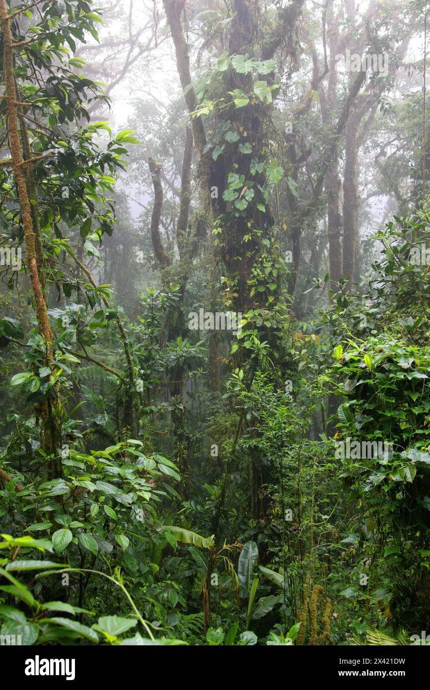 Forêt tropicale de Monteverde, Costa Rica, Amérique centrale. Banque D'Images