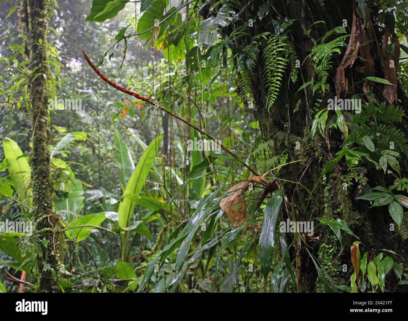 Broméliade, Pitcairnia heterophylla, Bromeliaceae. Monteverde, Costa Rica, Amérique centrale. Banque D'Images