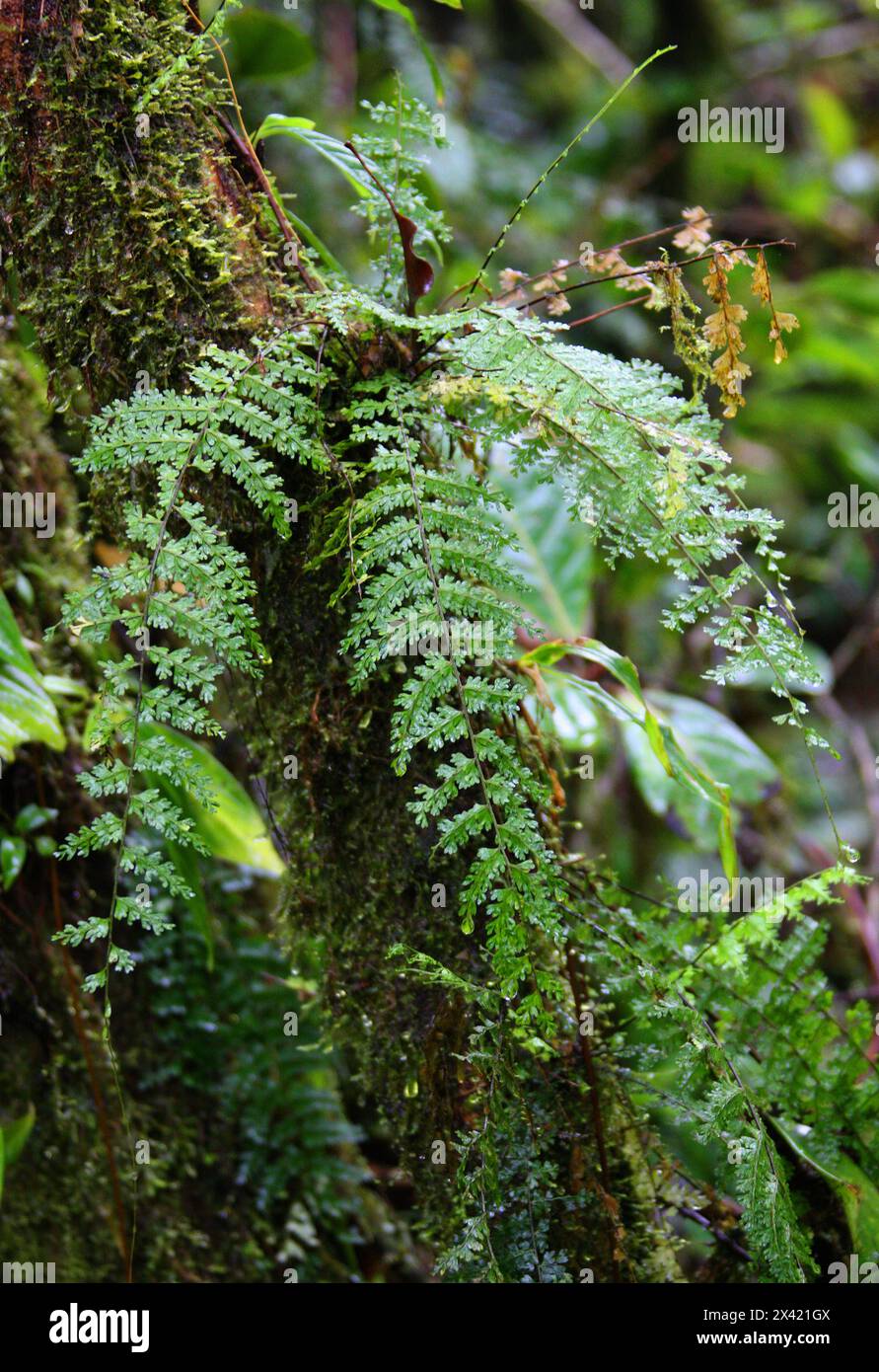 Fougère poussant sur un arbre, forêt tropicale de Monteverde, Costa Rica, Amérique centrale. Banque D'Images