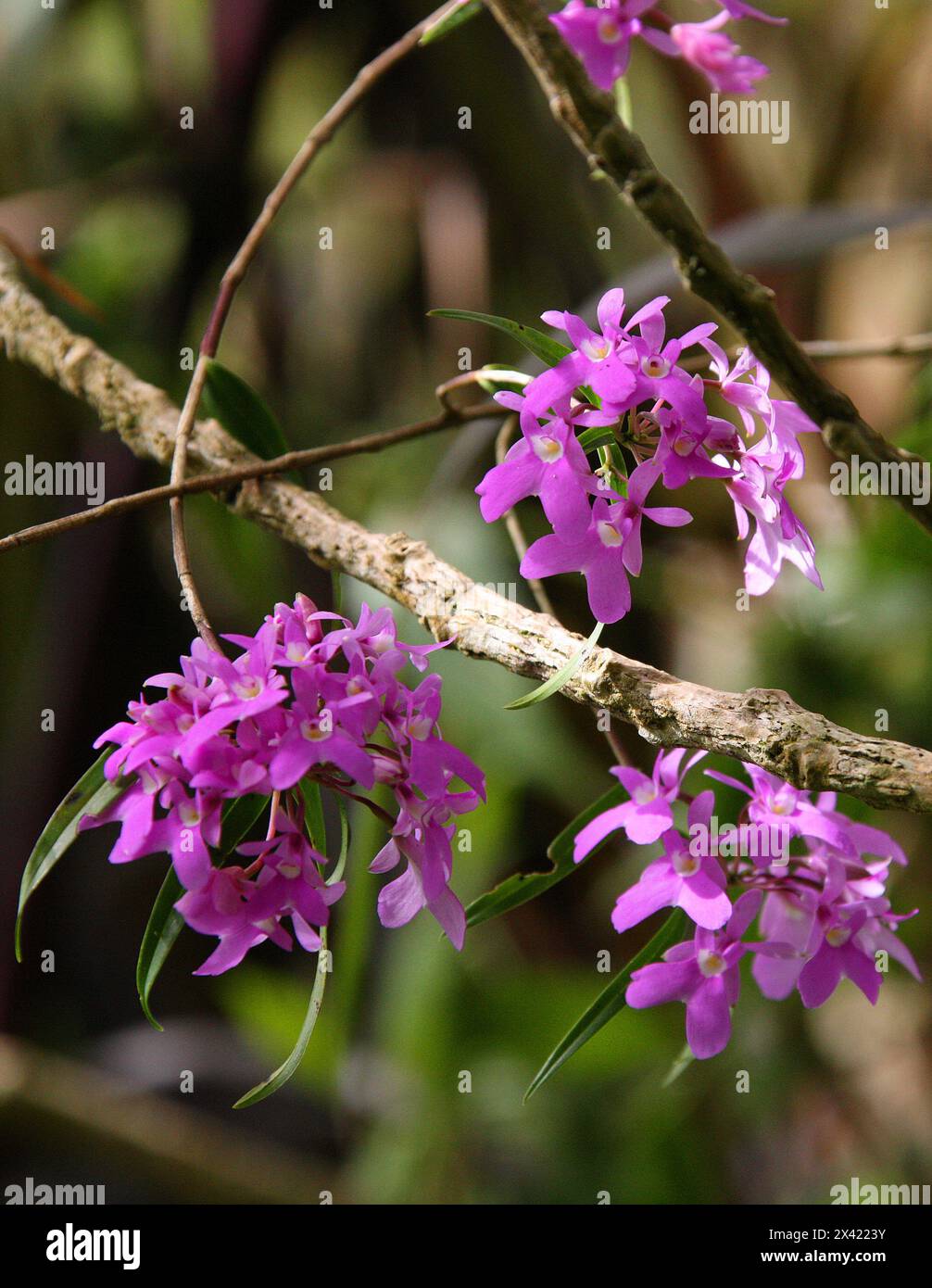 Orchidée de Panama, Epidendrum (Oerstedella) centradenia, Orchidaceae. Monteverde, Costa Rica, Amérique centrale. Banque D'Images