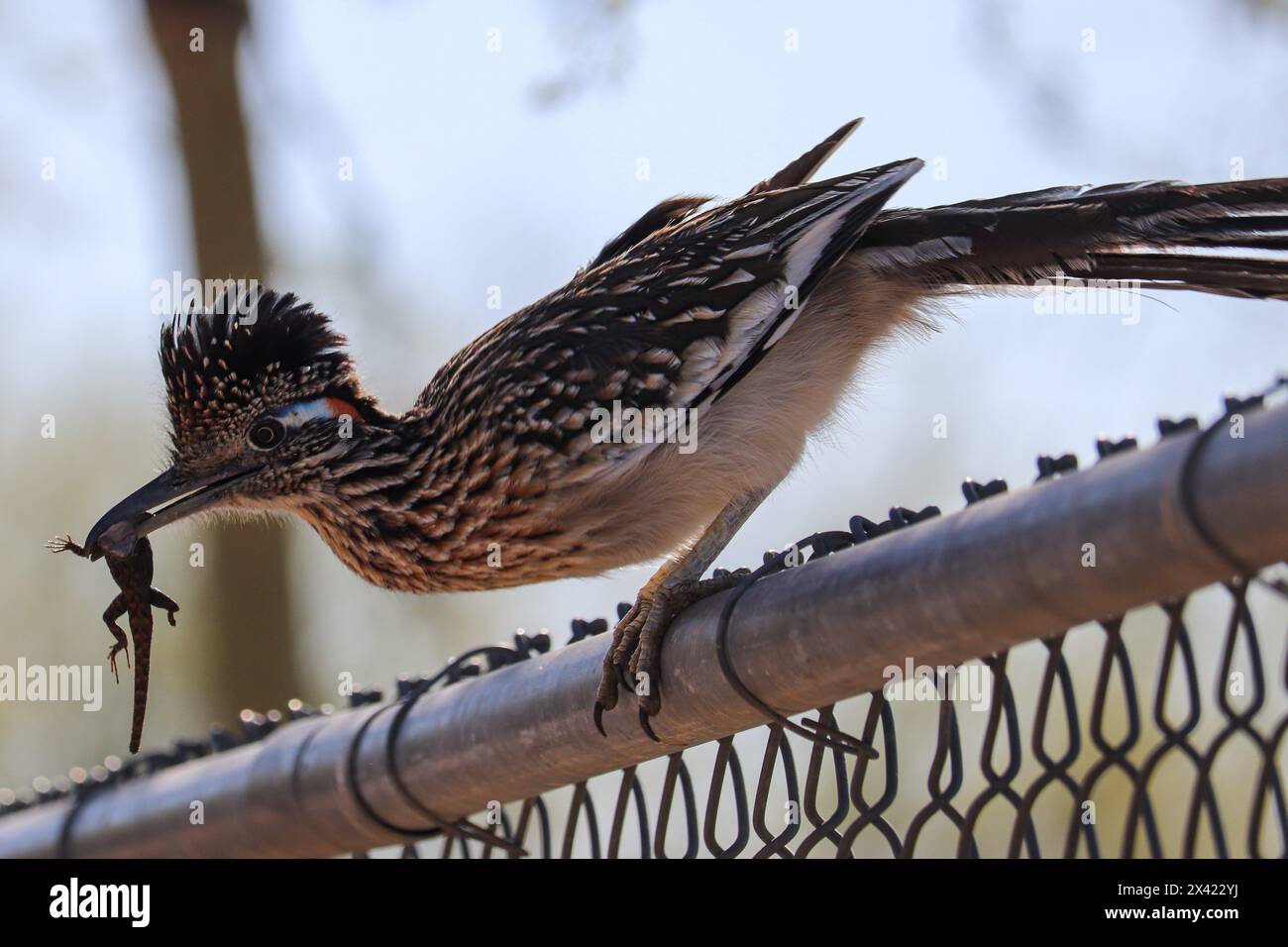 Greater Roadrunner ou Geococcyx californianus avec un lézard dans son bec au ranch riverain en Arizona. Banque D'Images