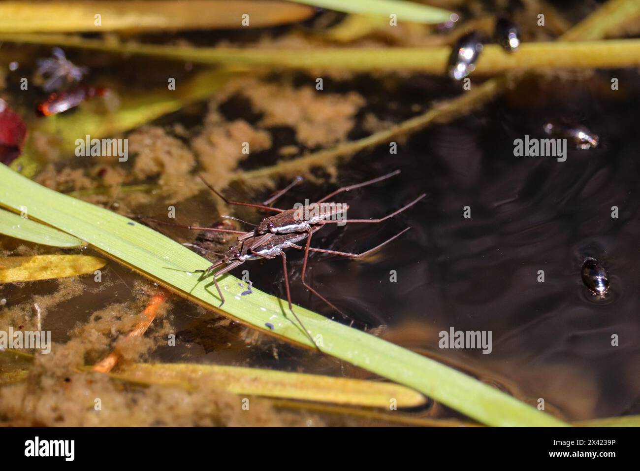 Couple reproducteur de North American Common Water Strider ou Aquarius remigis dans un ruisseau du sentier Cypress. Banque D'Images