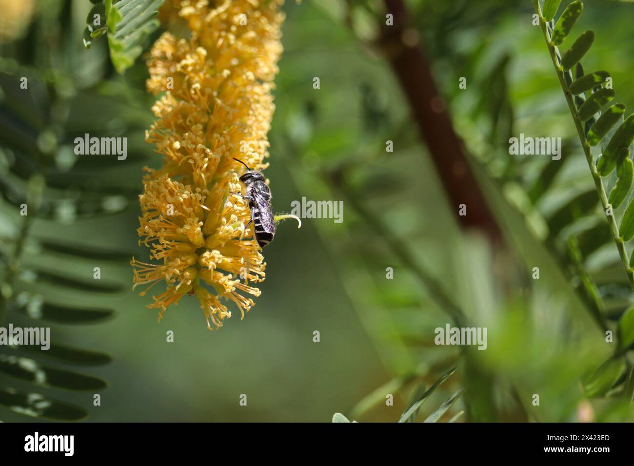 Gros plan d'une abeille solitaire se nourrissant d'une floraison de mesquite au ranch riverain d'eau en Arizona. Banque D'Images