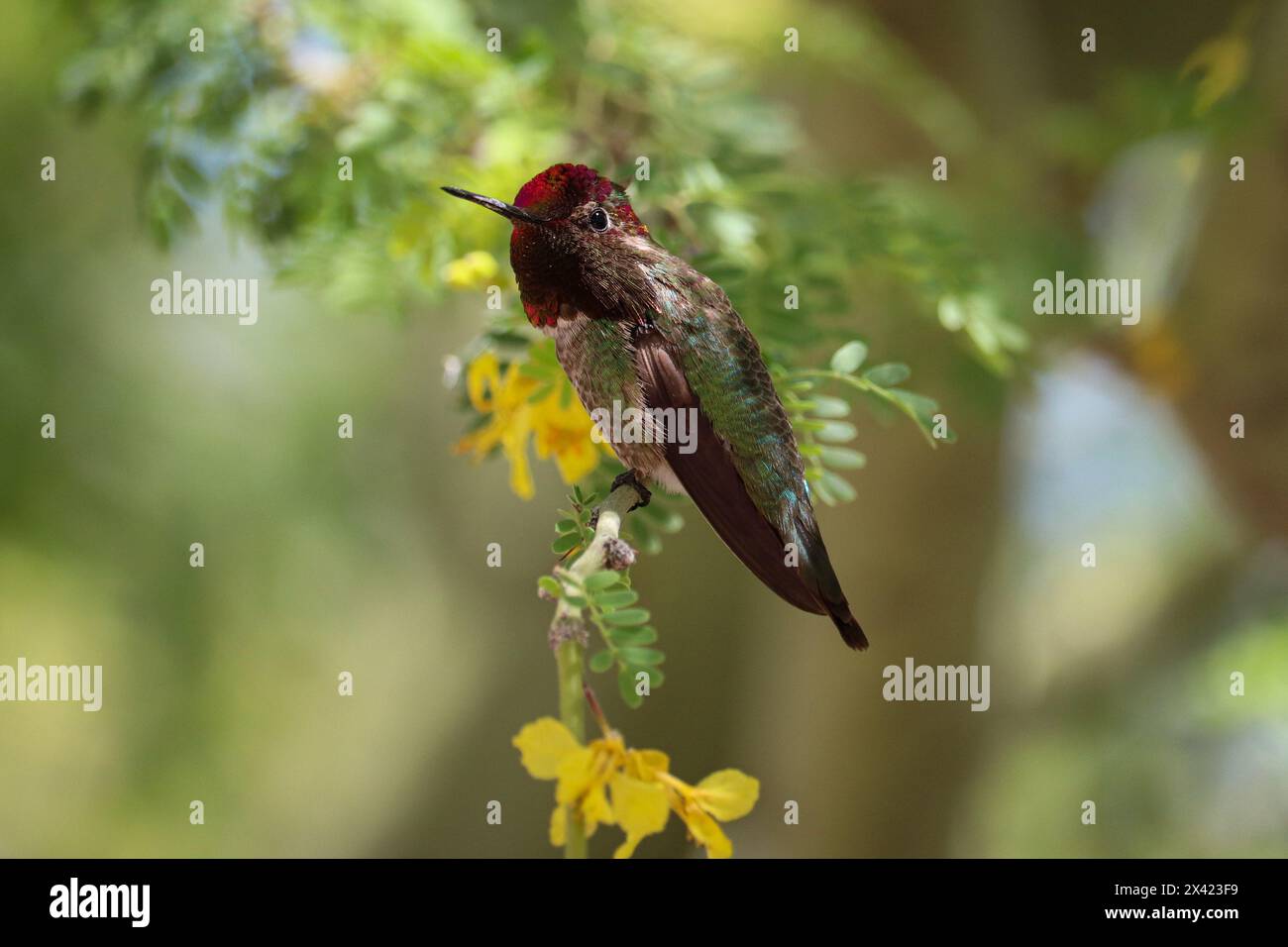 Colibri d'Anna mâle ou Calypte anna perchée dans un arbre Palo Verde au ranch riverain en Arizona. Banque D'Images